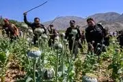 پاکستان با پهپاد به جنگ مزارع خشخاش می‌رود