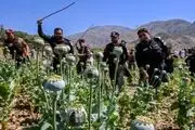 پاکستان با پهپاد به جنگ مزارع خشخاش می‌رود