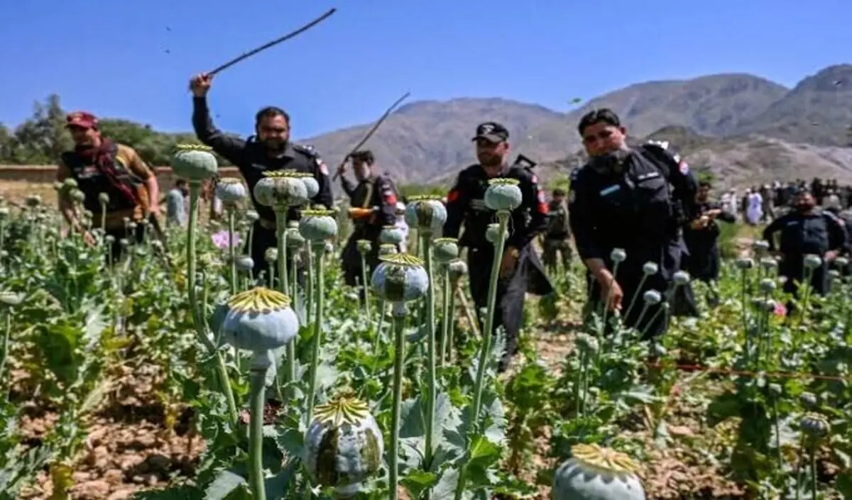 پاکستان با پهپاد به جنگ مزارع خشخاش می‌رود