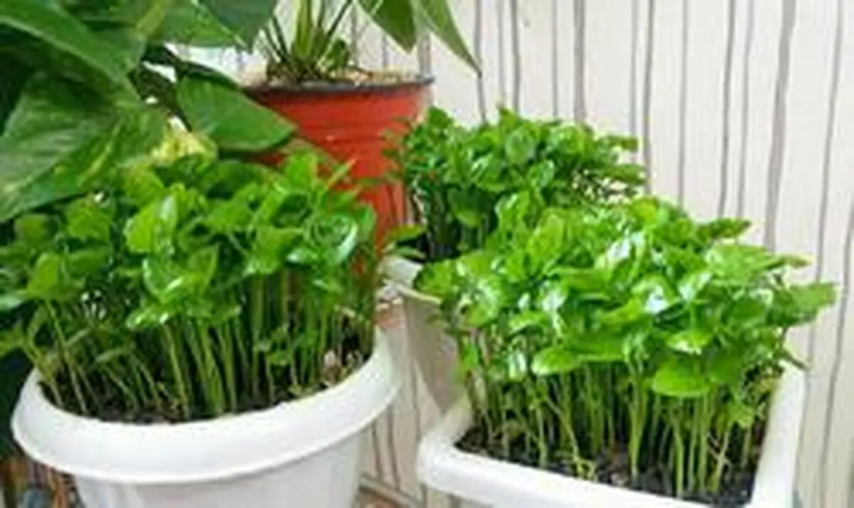  ۷ سبزه متفاوت و دقیقه نودی برای سفره هفت سین 