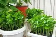  ۷ سبزه متفاوت و دقیقه نودی برای سفره هفت سین 