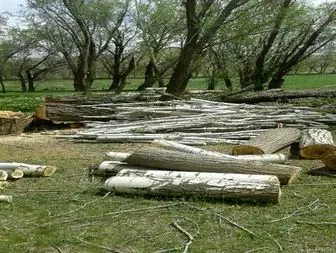 تیغ تیز تبر جلادان محیط زیست بر لبه درختان روستای «قراطوره» بیجار
