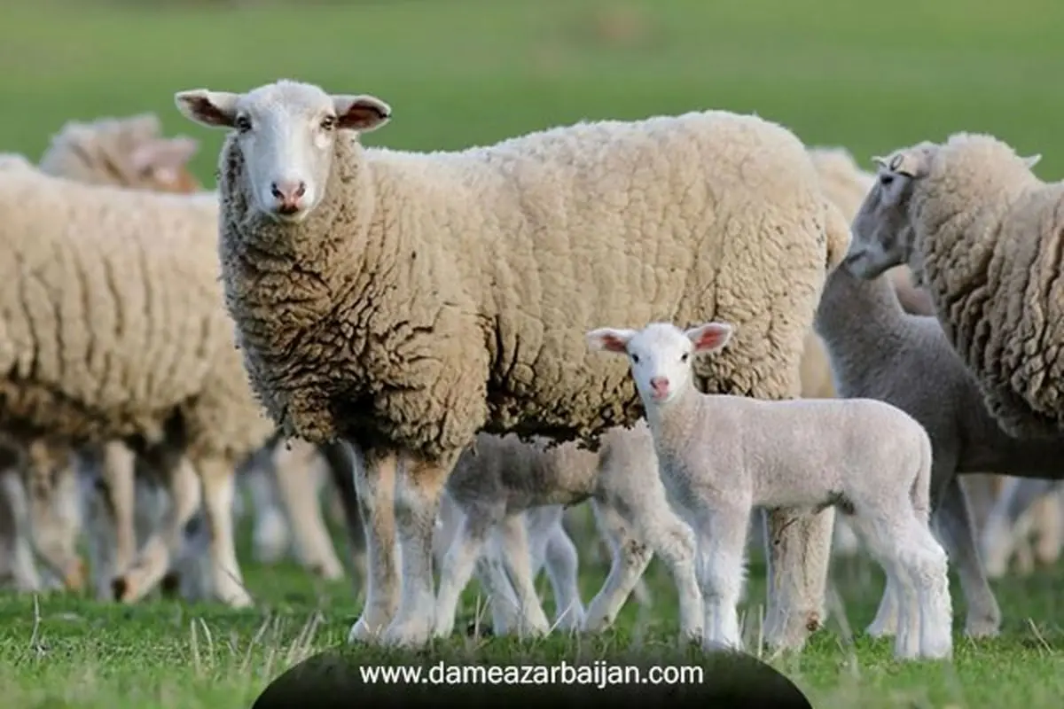 خرید دام زنده آنلاین از دام آذربایجان