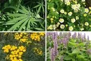 کاشت گیاهان دارویی در ۱۰۰۰ هکتار از اراضی الیگودرز 