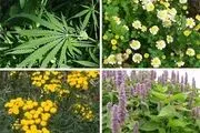 کاشت گیاهان دارویی در ۱۰۰۰ هکتار از اراضی الیگودرز 