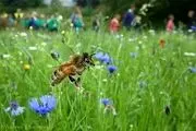 مورچه ها تهدید جدیدی برای زنبورهای عسل