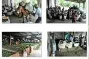 تصاویری از تحویل چای به کارخانجات چایسازی در املش
