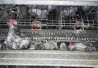 آتش‌سوزی مرغداری در قاینات منجر به تلف شدن بیش از ۱۸ هزار
مرغ
شد 