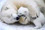 
روز بین المللی خرس های سفید قطبی/ گزارش تصویری
