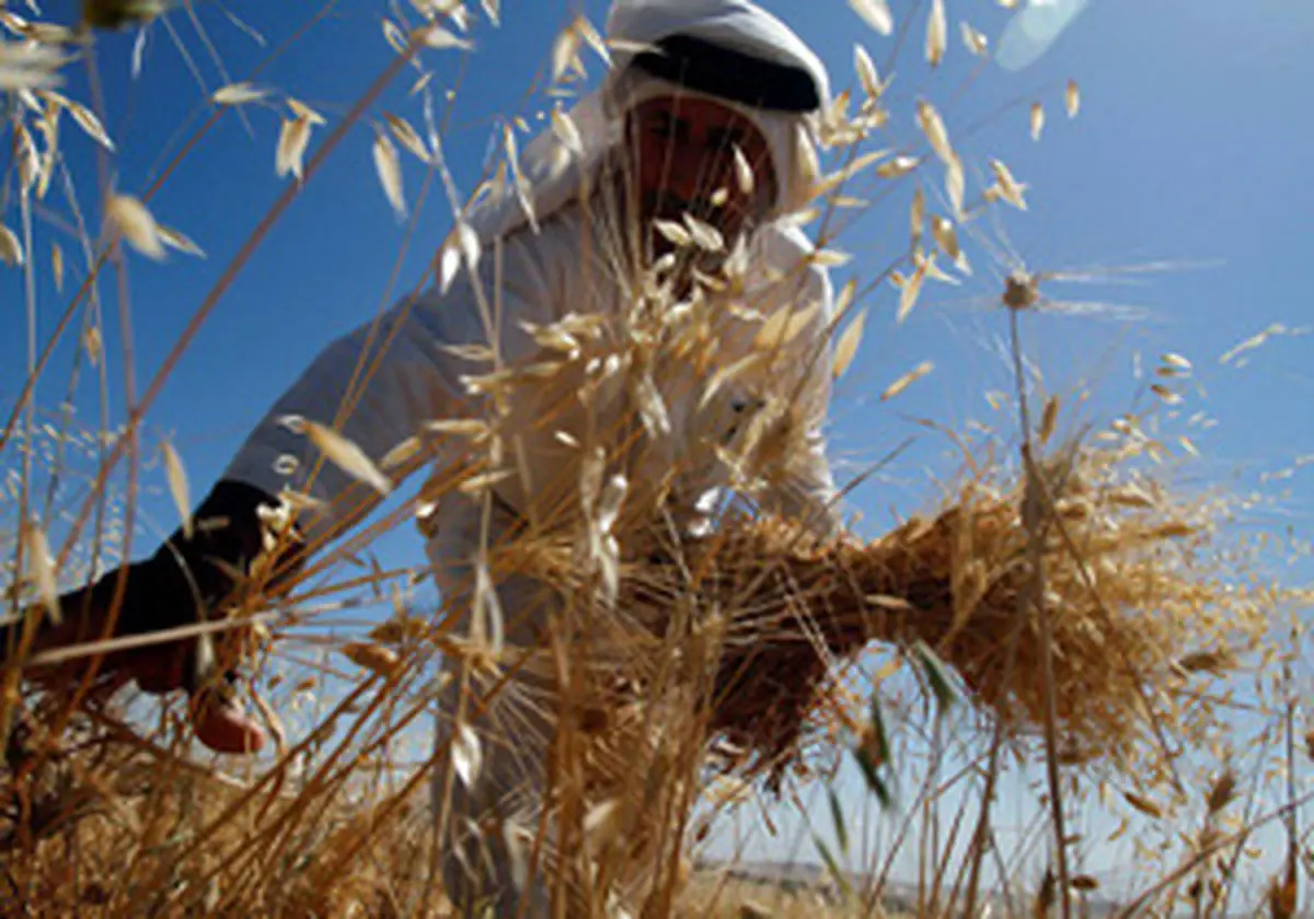 استفاده صهیونیست‌ها از مواد شیمیایی در مرز نوار غزه 