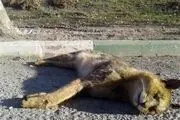 تلف شدن نادرترین گونه از گربه جنگلی در پارس آباد + تصاویر