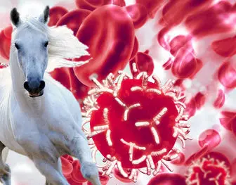 جزئیات درمان کرونا با خون اسب/موفقیت آمیز بودن آنتی بادی خون اسب بر روی ویروس های مشابه
