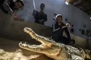 دیسکو با تمساح‌ در اسرائیل !