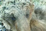 کشف لاشه خرس قهوه ای 