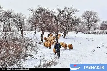 روز ملی روستا و عشایر/گزارش تصویری
