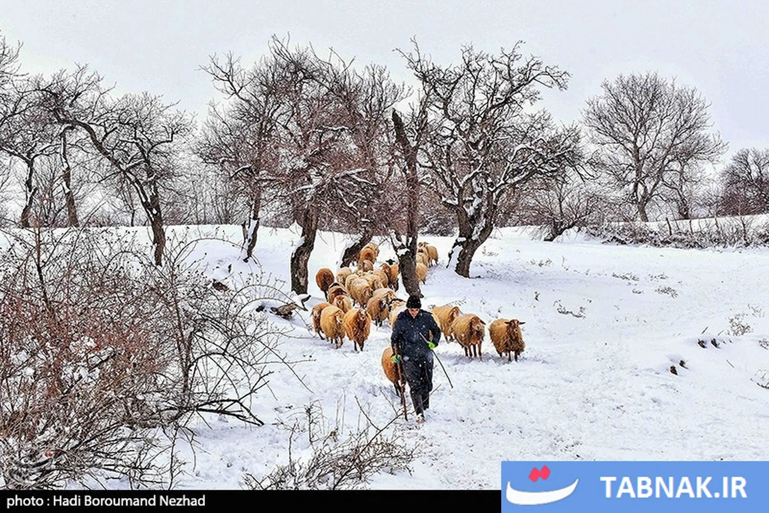 روز ملی روستا و عشایر/گزارش تصویری