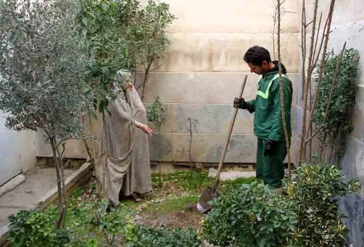 تهرانی‌ها از کجا و  چگونه درخت رایگان بگیرند؟