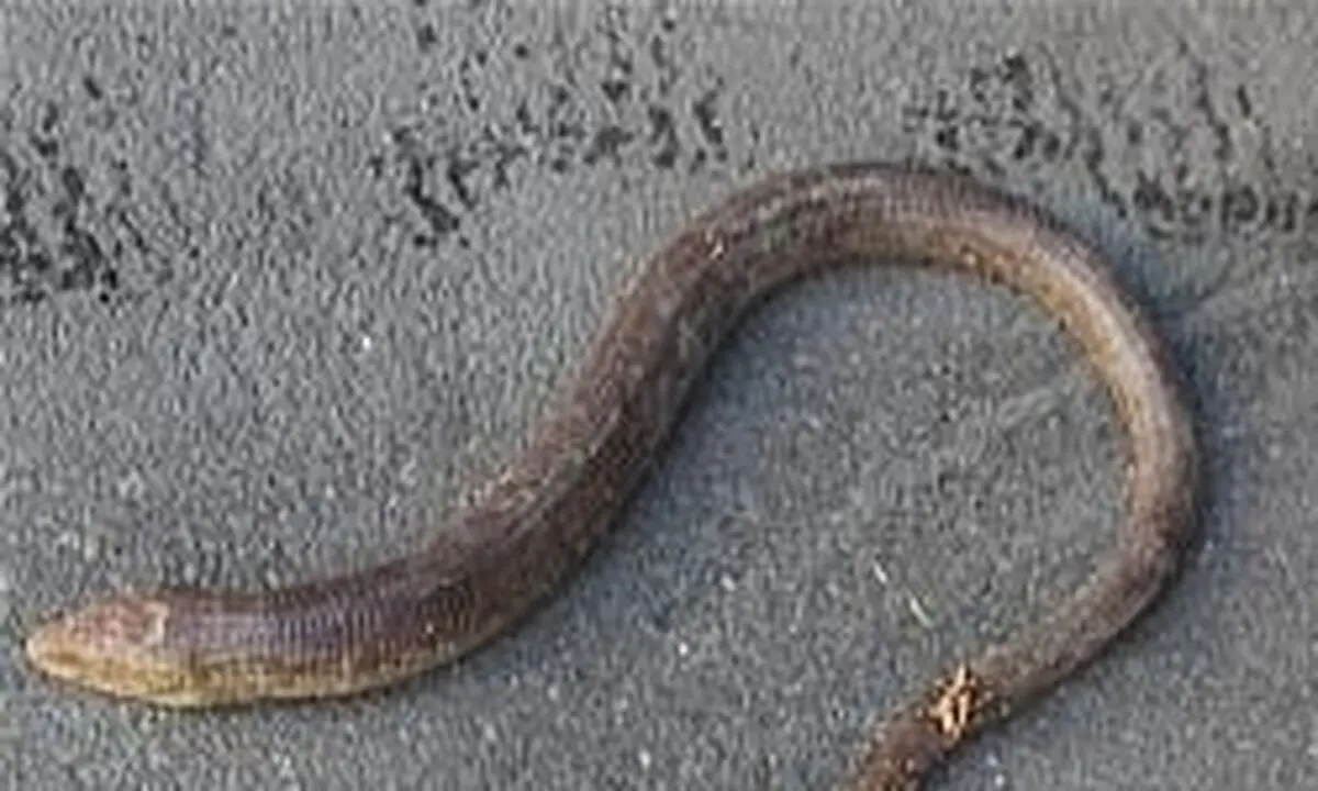 جولان مار در وسط خیابان‌های پایتخت