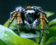 عنکبوت‌های خون‌آشام غذای خودراچگونه انتخاب می‌کنند؟