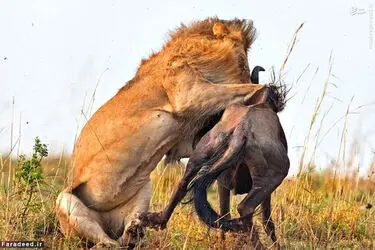 شیر