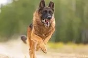 حمله وحشتناک سگ نگهبان به ۱۱ شهروند مشهدی
