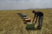 گامی درتحقق اقتصاد مقاومتی با پرورش زنبور عسل در روستا