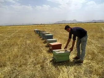 گامی درتحقق اقتصاد مقاومتی با پرورش زنبور عسل در روستا