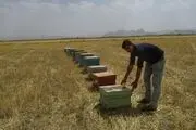 گامی درتحقق اقتصاد مقاومتی با پرورش زنبور عسل در روستا
