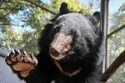 توله خرس سیاه بلوچی /گزارش تصویری