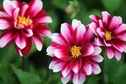 گل و گیاهی که از چاقی جلوگیری می‌کنند