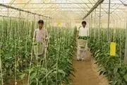 آغاز برداشت بهاره محصولات گلخانه ای در میرجاوه