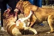 پول‌های میلیاردی که با ریختن خون به جیب می‌رود!