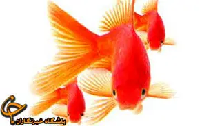 آنچه از ماهی قرمز نمی دانید!