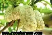 روستای اسماعیل آباد خاش؛ پایتخت توت و سبزی سیستان و بلوچستان