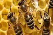 عدم حمایت مسئولان از زنبورداران