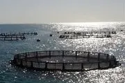 پرورش ماهیان خاویاری دریای خزر در گمیشان توسعه
می‌یابد
