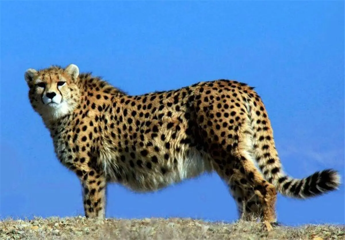  آیا کسی به کمک یوز آسیایی می‌آید؟ 