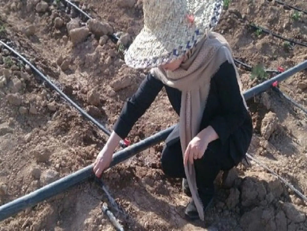 کشت زعفران برای نخستین بار در استان کردستان با استفاده از تسهیلات اقتصاد مقاومتی