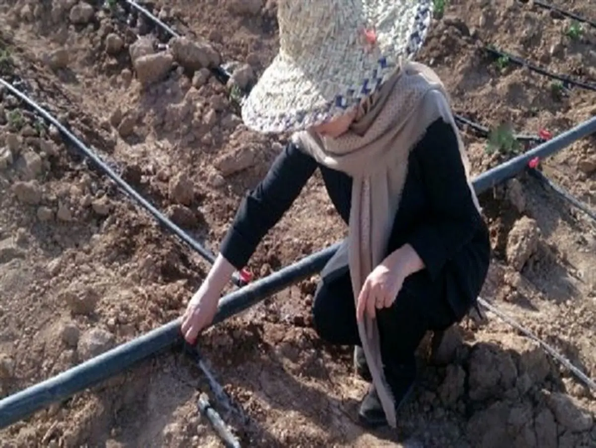 کشت زعفران برای نخستین بار در استان کردستان با استفاده از تسهیلات اقتصاد مقاومتی