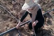 کشت زعفران برای نخستین بار در استان کردستان با استفاده از تسهیلات اقتصاد مقاومتی