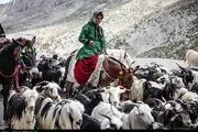 خردادماه زمان مناسب کوچ بهاره برای عشایر اردبیل