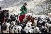 خردادماه زمان مناسب کوچ بهاره برای عشایر اردبیل