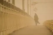 کاشت ۱۱۰ هزار هکتار نهال برای مقابله با گرد و غبار
