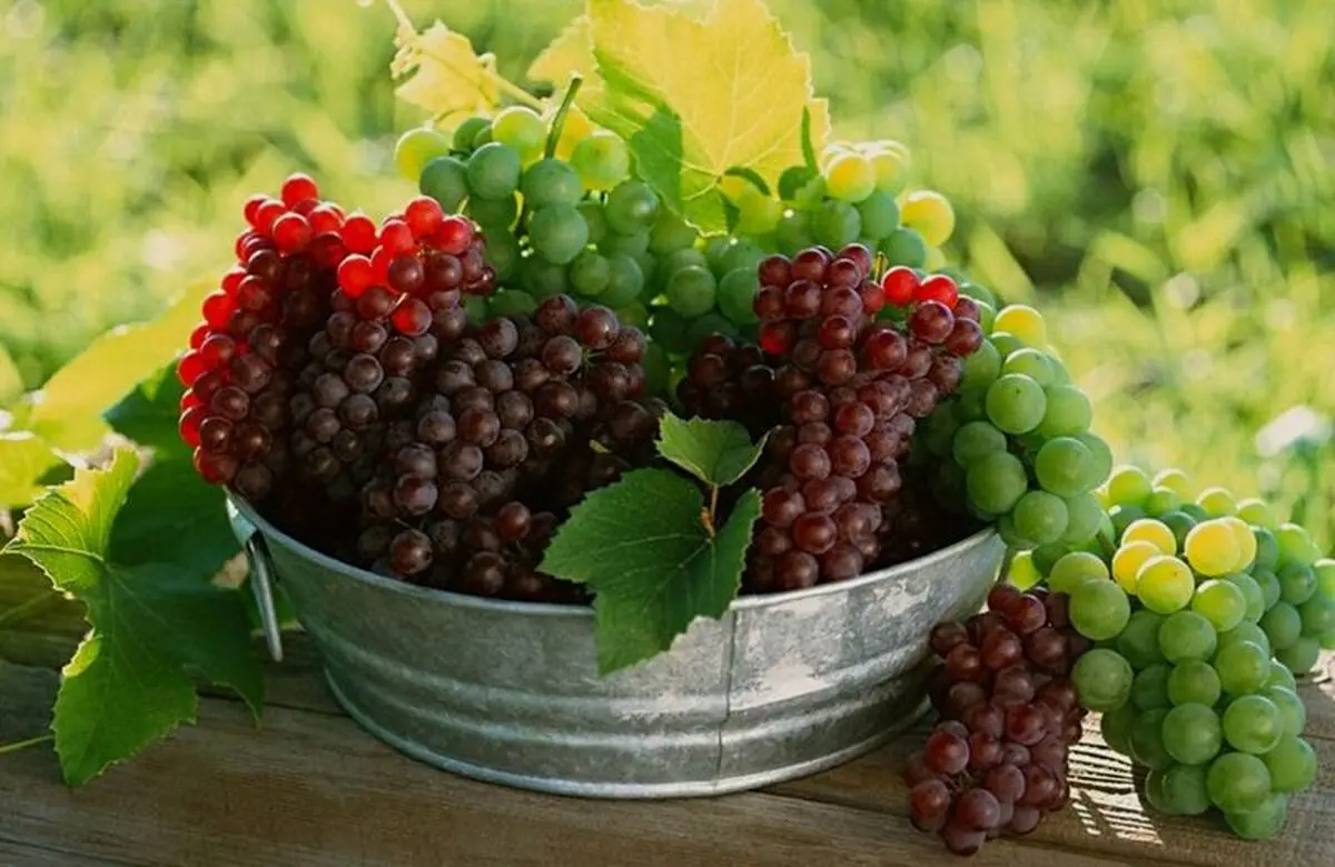 خواص بی‌نظیر مصرف این میوه