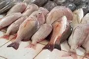 قیمت ماهی امروز یکشنبه ۲۰ خرداد ۱۴۰۳ + جدول
