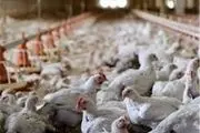 صادرات مرغ از نفس افتاد