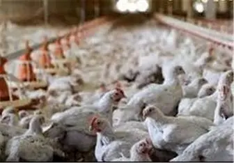 رفع محدودیت بهداشتی صادرات مرغ و تخم مرغ
