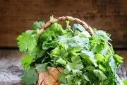 خواص بی نظیر یک گیاه برای درمان نفخ معده
