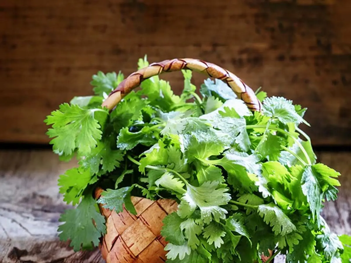 خواص بی نظیر یک گیاه برای درمان نفخ معده