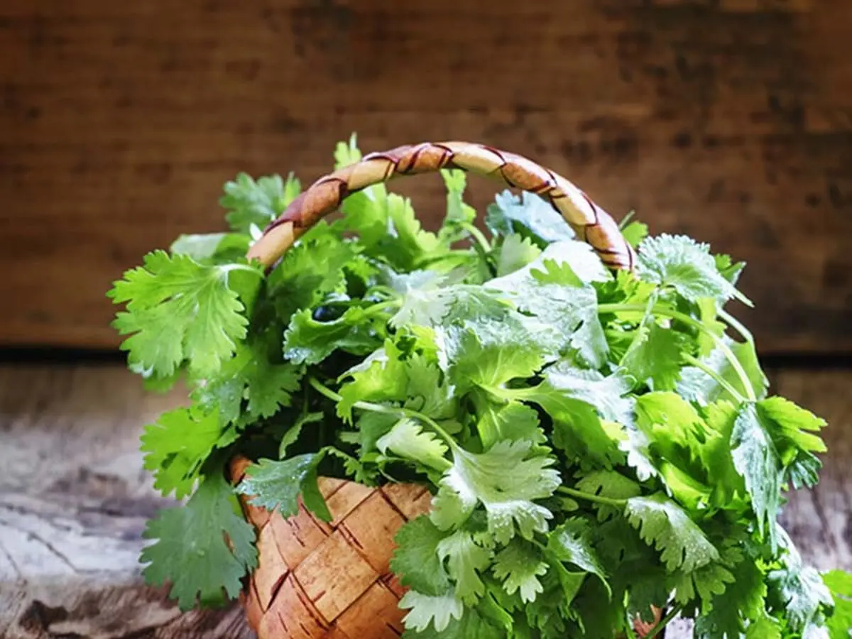 خواص بی نظیر یک گیاه برای درمان نفخ معده